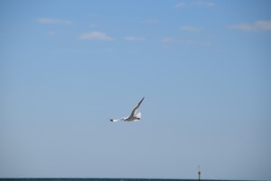 DSC 0266