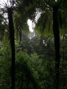 IMG 4917