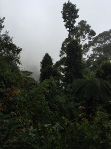 IMG 4919
